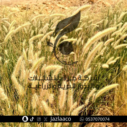 الايبد - الابيد - Cenchrus Ciliaris