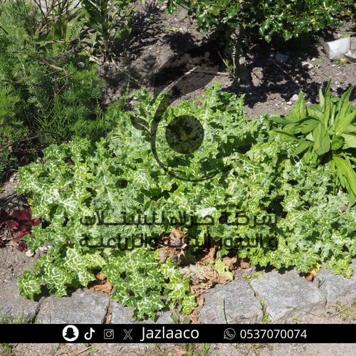 حرشف بري - Silybum marianum