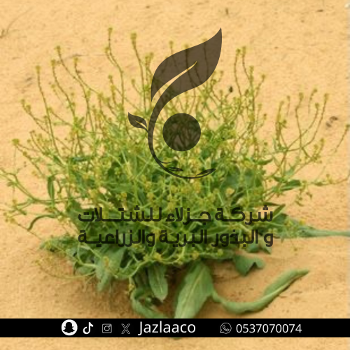 صفار - صفراء - Schimpera arabica