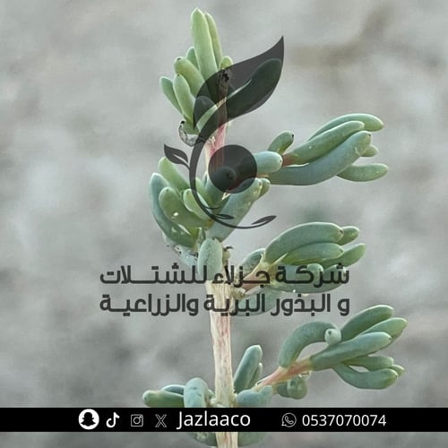 طحمه - Salsola schweinfurthii