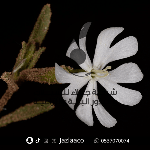 تربه - Silene Villosa