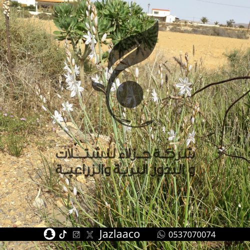 بروق - بروق اجوف - Asphodelus tenuifolius