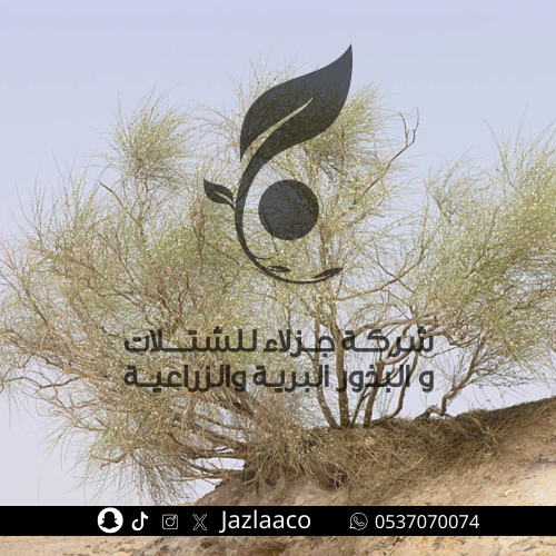 رتم - Retama raetan