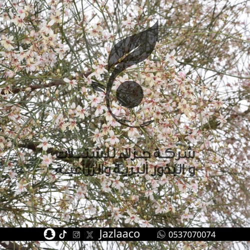 البان العربي - اليسر - Moringa peregrine