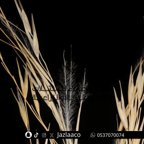 سبط - Stipagrostis drarii