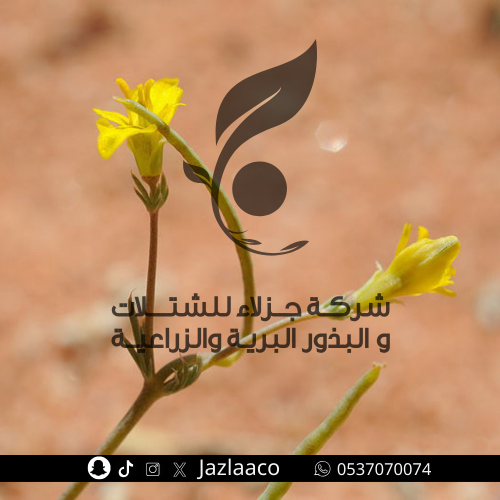 هشام - الأبلم - Hypecoum littorale