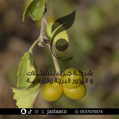 شوحط - قضيم - Grewia tenax