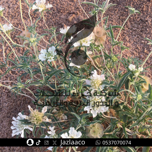 طربة - أم قلاص - Scabiosa Palaestina