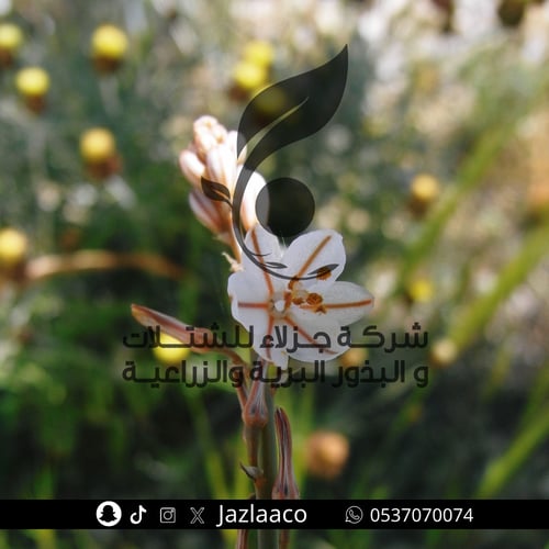 بروق - بروق اجوف - Asphodelus tenuifolius