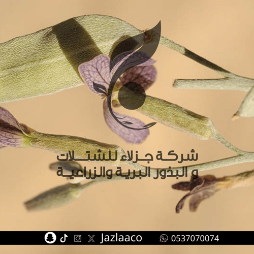 حمه - جريبه - Farsetia aegyptia