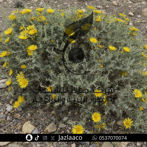 نقد - Anvillea radiata