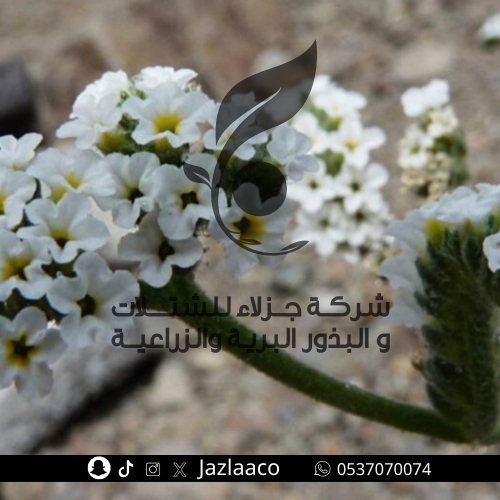 رمرام - رقيب الشمس - Heliotropium crispum