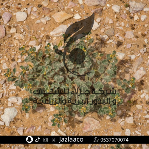 عتر - Glossonema varians