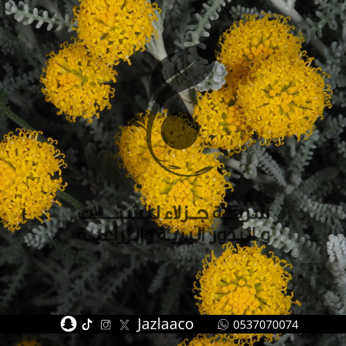 قيصوم جبلي - Santolina chamaecyparissus