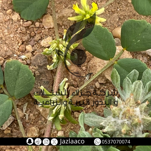 نفل فياض - Trigonella anguina
