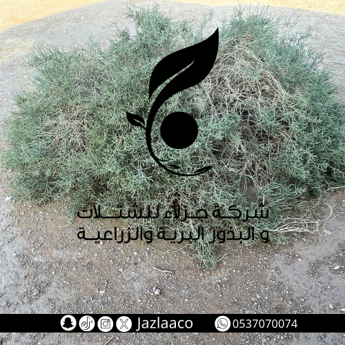 رمث - Haloxylon salicornicum