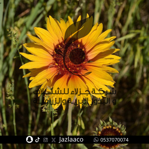 عنبر كشمير - Gaillardia pulchella