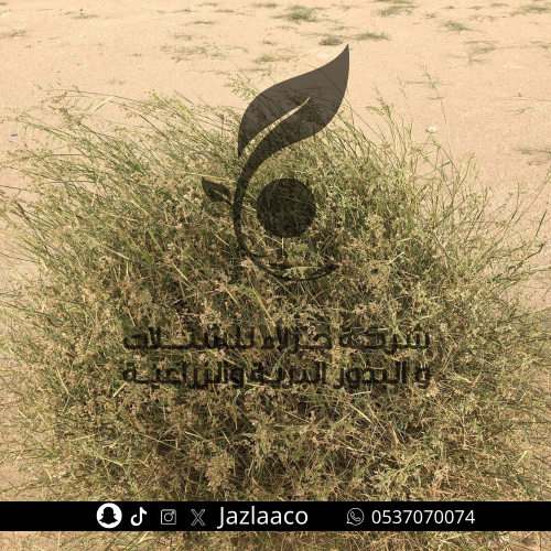 ثمام - Panicum turgidum