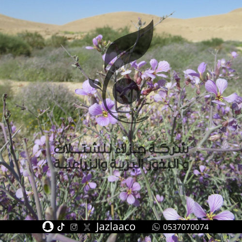 شبرم - السلا - Zilla spinosa