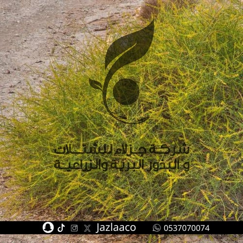 قرضي - علندرا - جردى توتية - Ochradenus baccatus