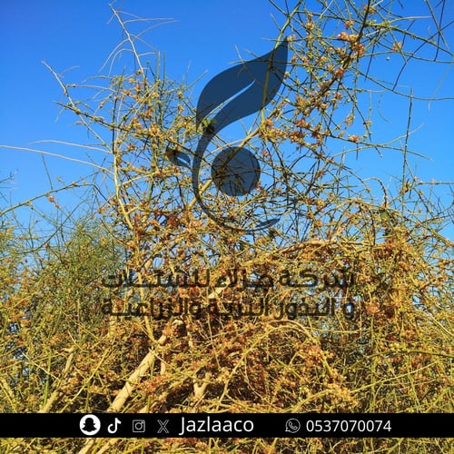 تنضب - سوس - Capparis decidua