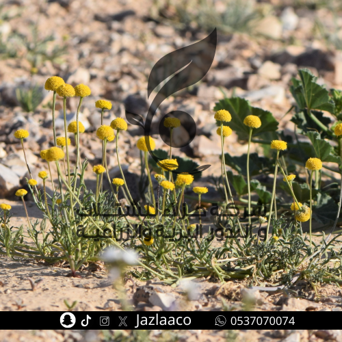 بذور قراص - القريص- القرقاص - Aaronsohnia factorov...