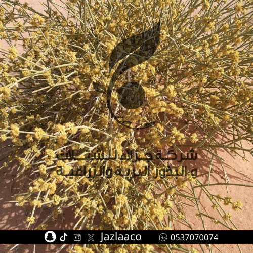 علندا - Ephedra Alata