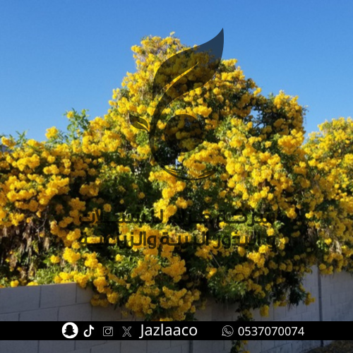 تيكوما صفراء - تيكومه - Tecoma stans