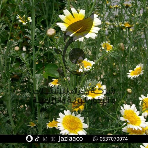 اقحوان بستاني - Chrysanthemum coronarium