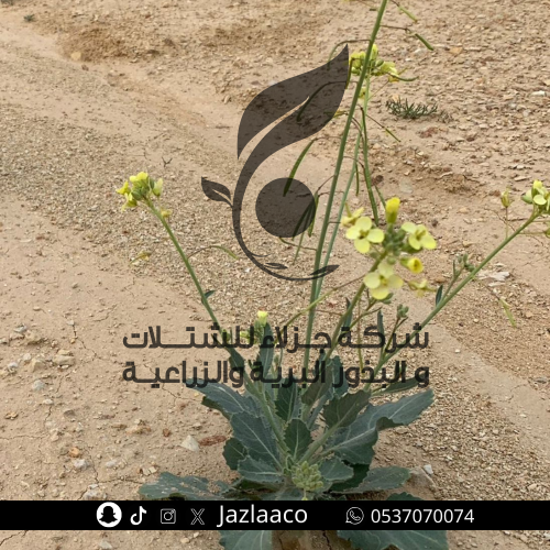 خشين - حارة - Diplotaxis harra