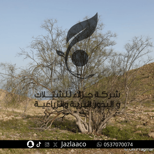 البان العربي - اليسر - Moringa peregrine