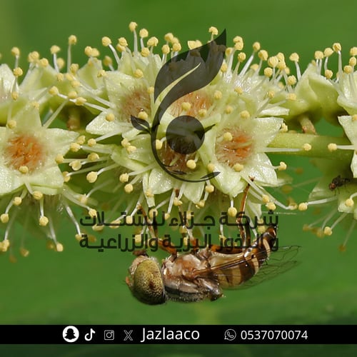 ترمناليا كاتابا - لوز بحريني - Terminalia catappa