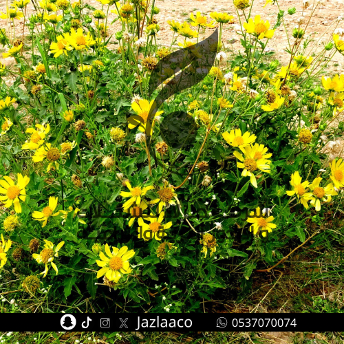 نوارة الشمس - دوار الشمس - Verbesina encelioides