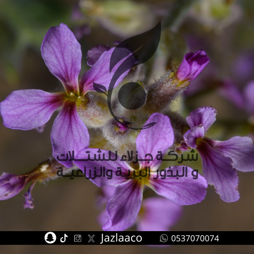 خزامى - Horwoodia dicksoniae