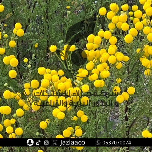 القراص الافريقي العطري - Oncosiphon piluliferum