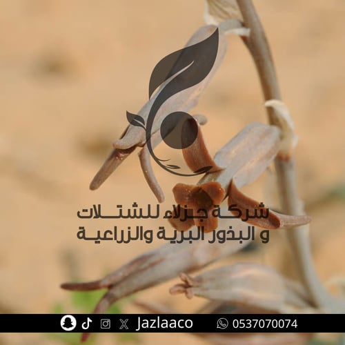 عنصل - عصنصل - Dipcadi erythraeum