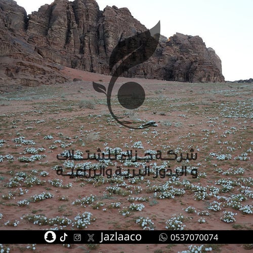 تربه - Silene Villosa