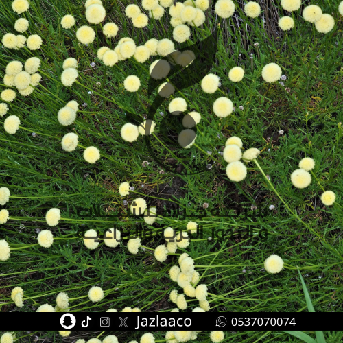 لافندر اخضر - خزامى قطنيه - Santolina rosmarinifol...