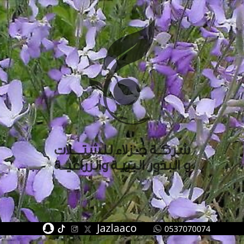 شقارى عطرية - Matthiola