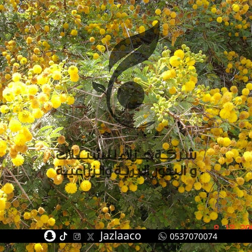 بذور قرض افريقي - سنط نيلي - Acacia nilotica