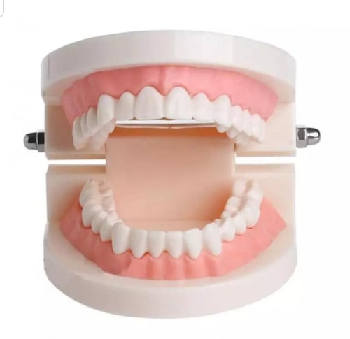 مجسم أسنان الفم مع فرشاة تعليمي