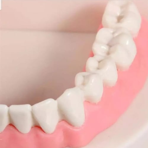 مجسم أسنان الفم مع فرشاة تعليمي