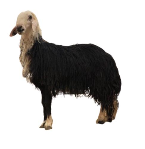 Najdi sheep Jabr