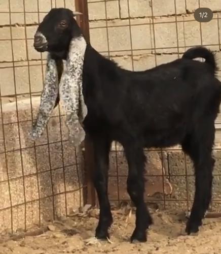A male goat, exhibition