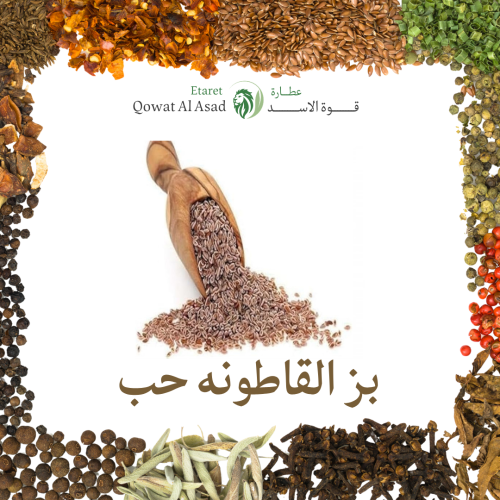 بز القاطونه حب