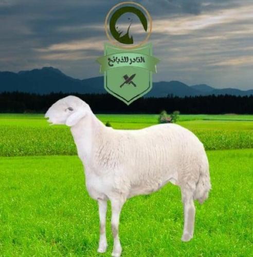 شاة حايل ثنية