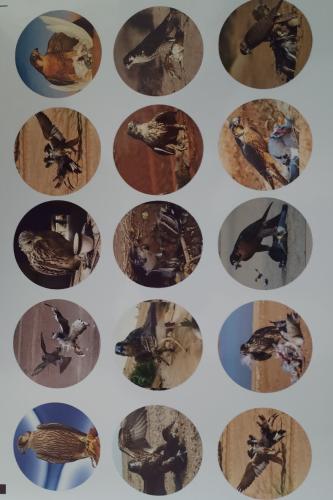 15 ملصق صقور