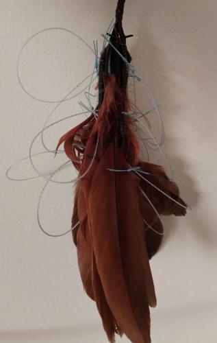 نقل ريش بني