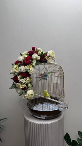 عصافير الحب