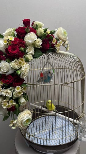 عصافير الحب